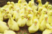 树林里是否适合饲养鹅苗呢？